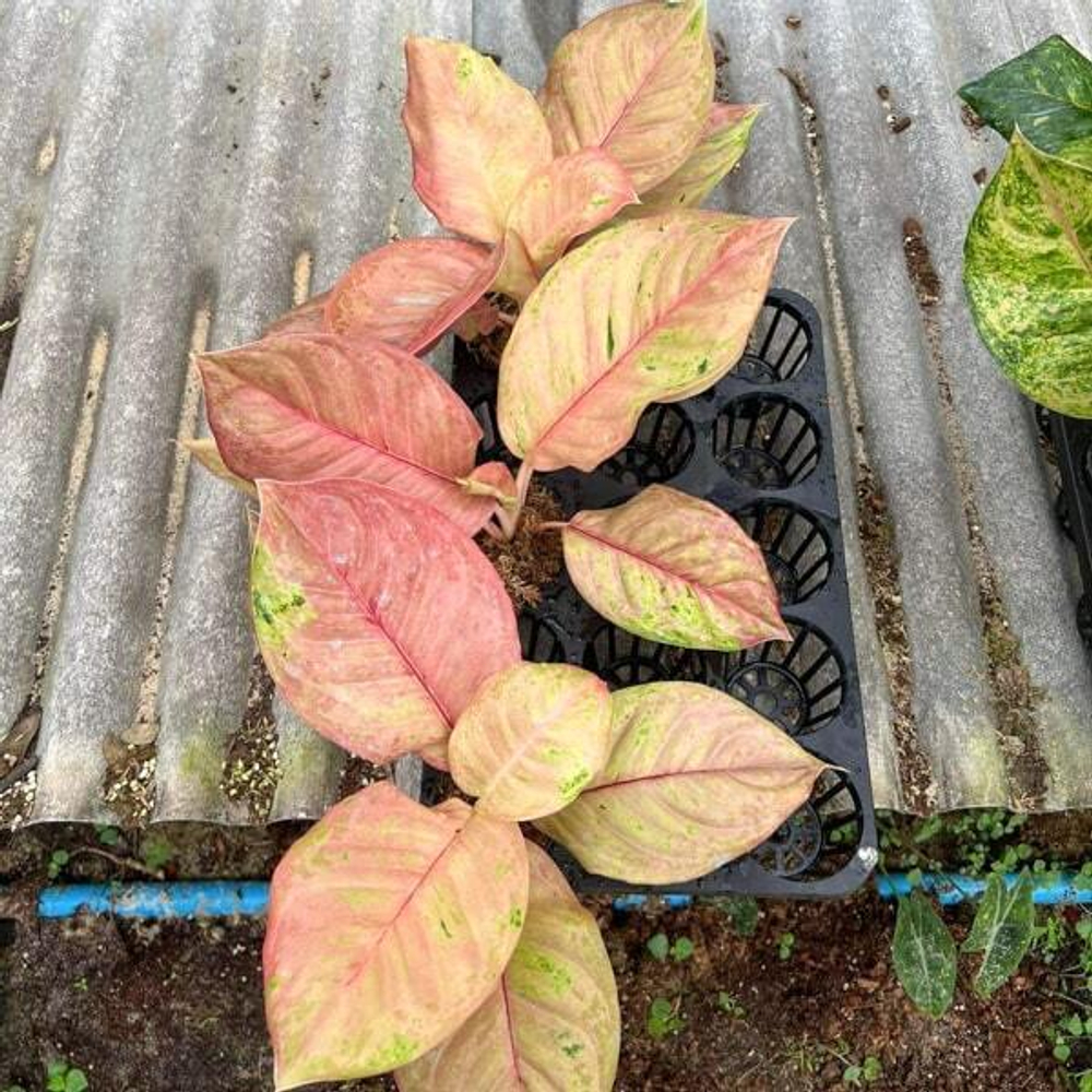 Аглаонема SKY VELVET