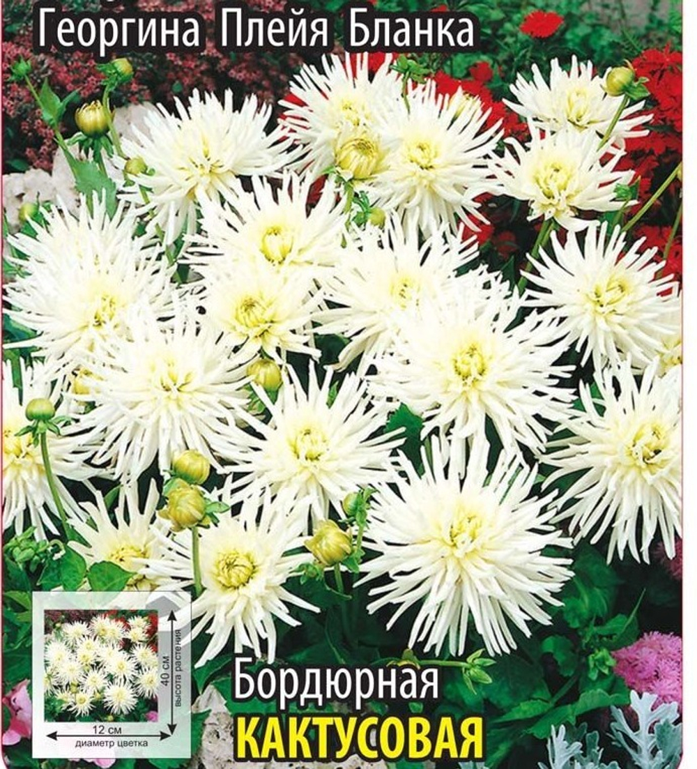 Георгина Плейя Бланка