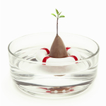 Проращиватель для авокадо seed guard