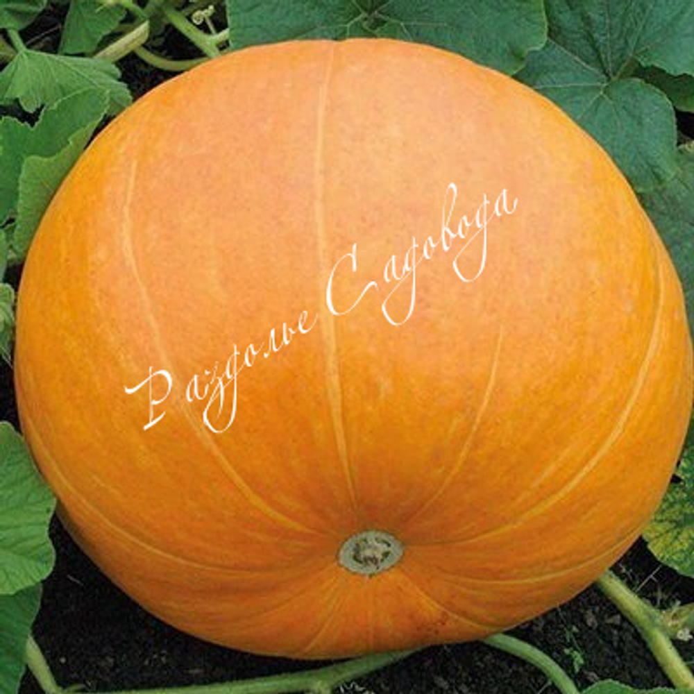 Тыква крупноплодная Марсельеза (горшок 0.4л)