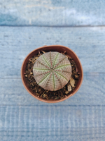 Euphoria Obesa (Эуфорбия)