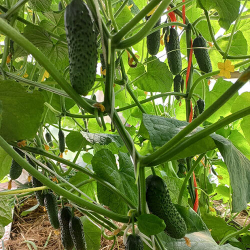 Cемена огурца Артист F1, Bejo, 7 шт.