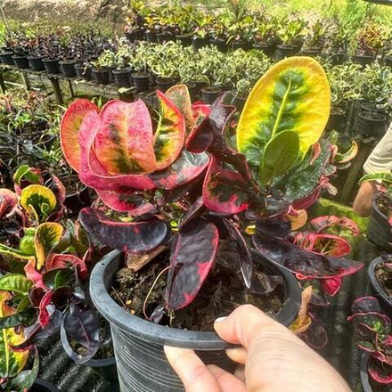 Кротон THA CHALOM