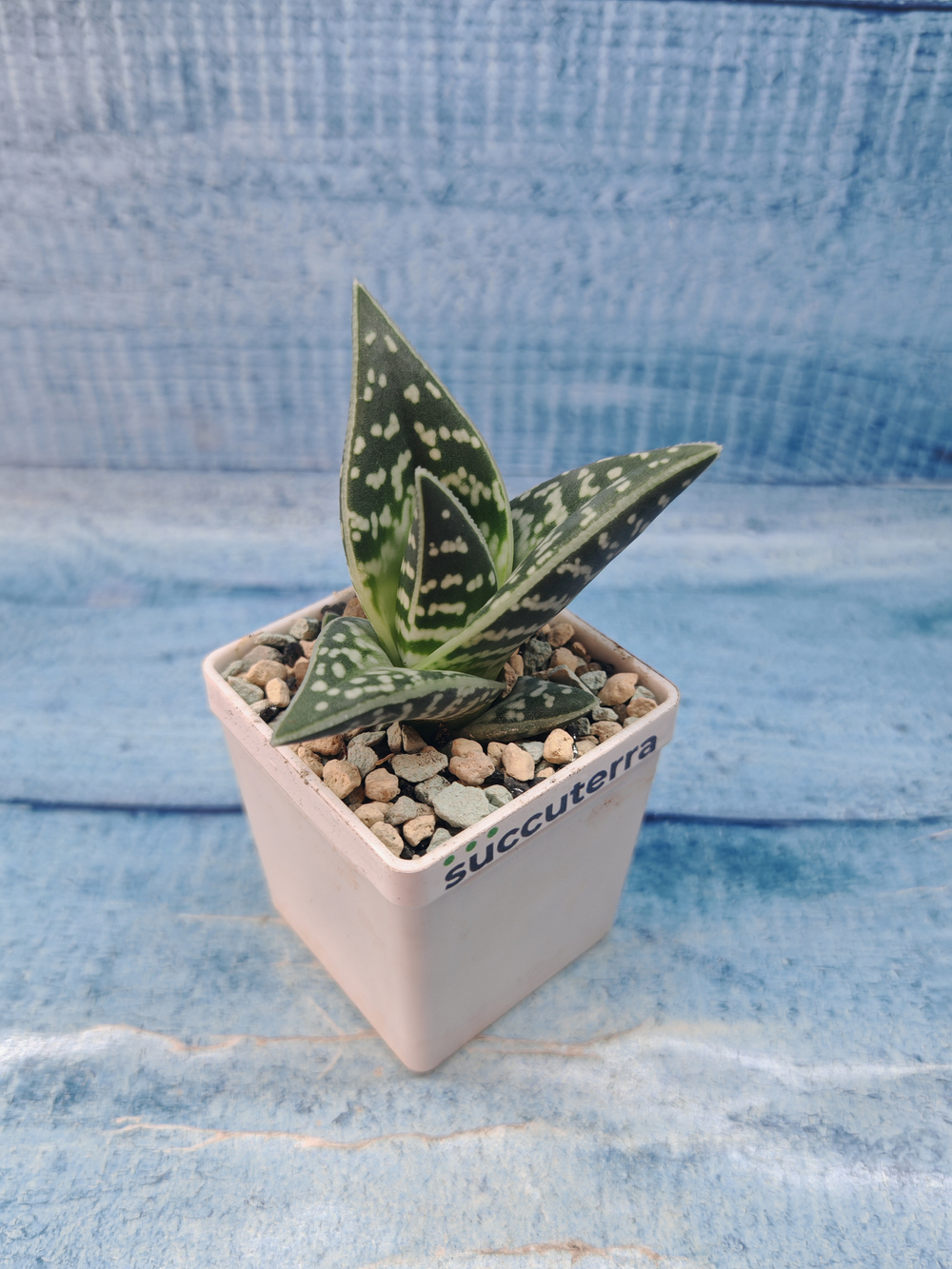Aloe Variagata