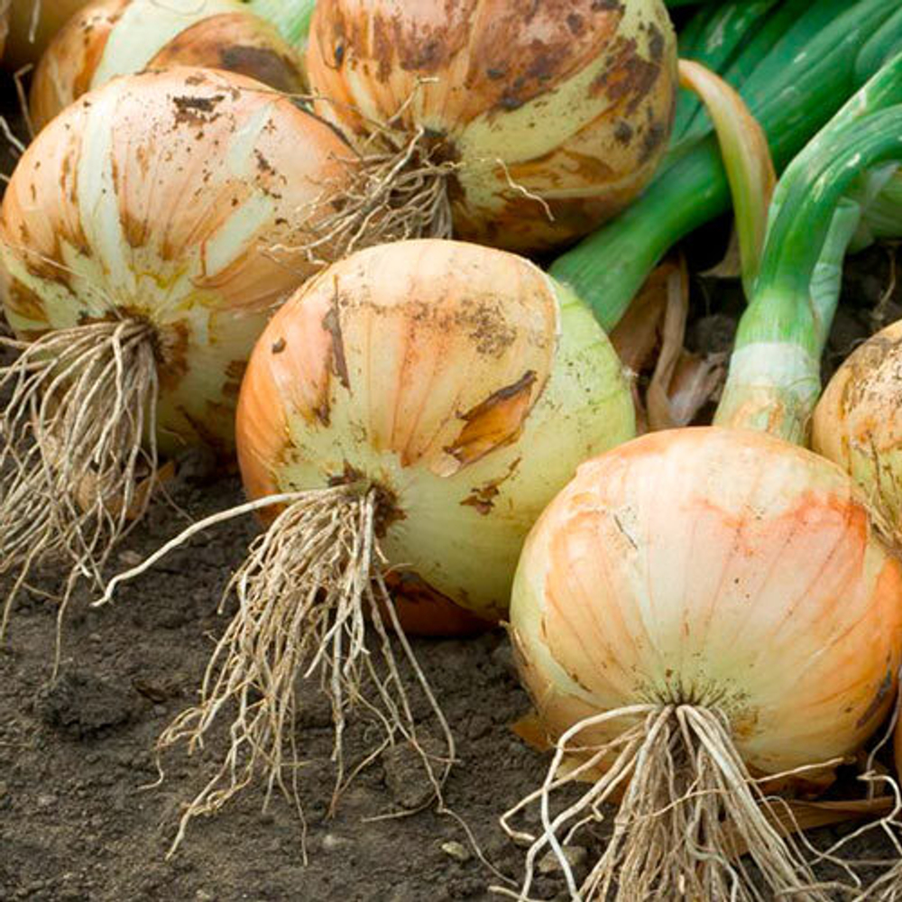 Лук репчатый Симаррон F1