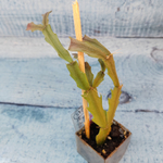 Schlumbergera Thor Wild Cactus White (Декабрист)