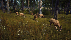 Way of the Hunter (для ПК, цифровой код доступа)