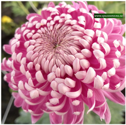 Крупноцветковая хризантема Dorren Pudh  ан. 49   (временно нет в наличии)