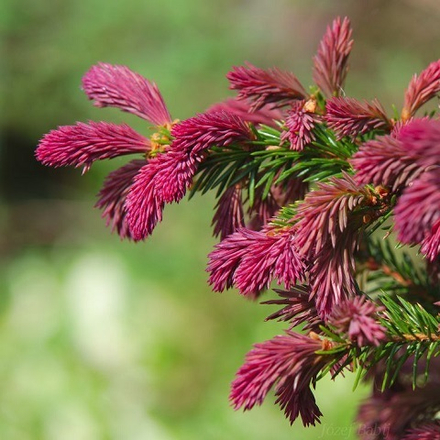 Ель обыкновенная Ридал