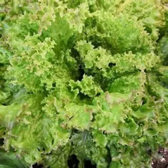 Салат листовой Лолло Россо / 100 гр