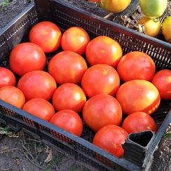 БЕЛЛА РОСА F1 семена томата (Sakata | Alexagro)