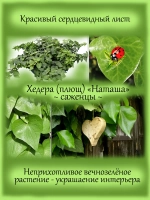 Хедера Наташа плющ