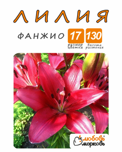 Лилия Луковица, Фанжио, разбор 18/20, 1шт