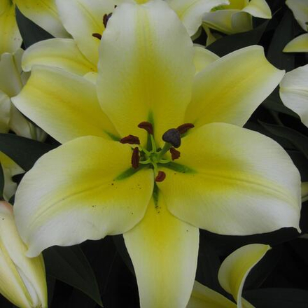 Лилия Конка Д'ор (5 шт) Волжский Сад