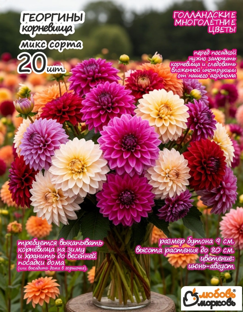 Георгина Корневище, Микс сортов, 20шт