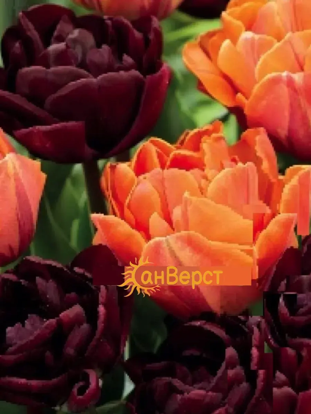 Тюльпаны луковицы многолетние. Контрастная смесь окрасок