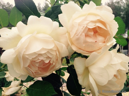 Роза Воллертон Олд Холл С4 Закупка М16 июнь 2026