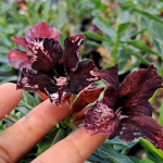 Адениум BROWNIES