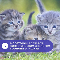 Препарат для контрацепции и регуляции полового поведения АВЗ OKVET Овостоп-К для котов 2 пипетки/1 мл