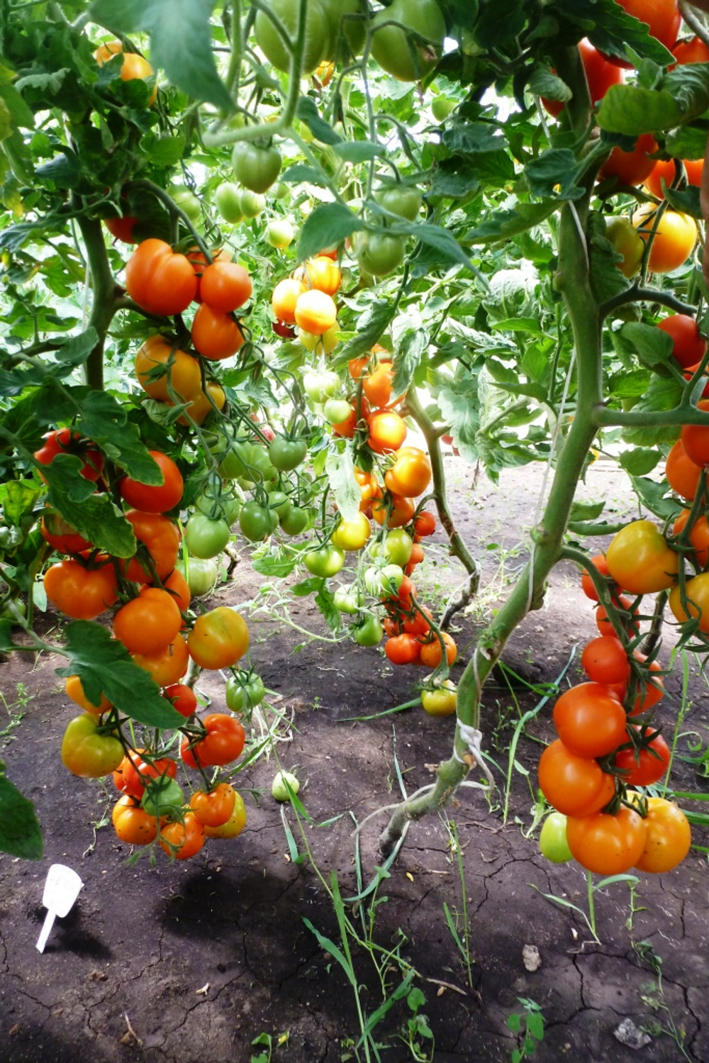 Помидоры - Zlatava - Златава