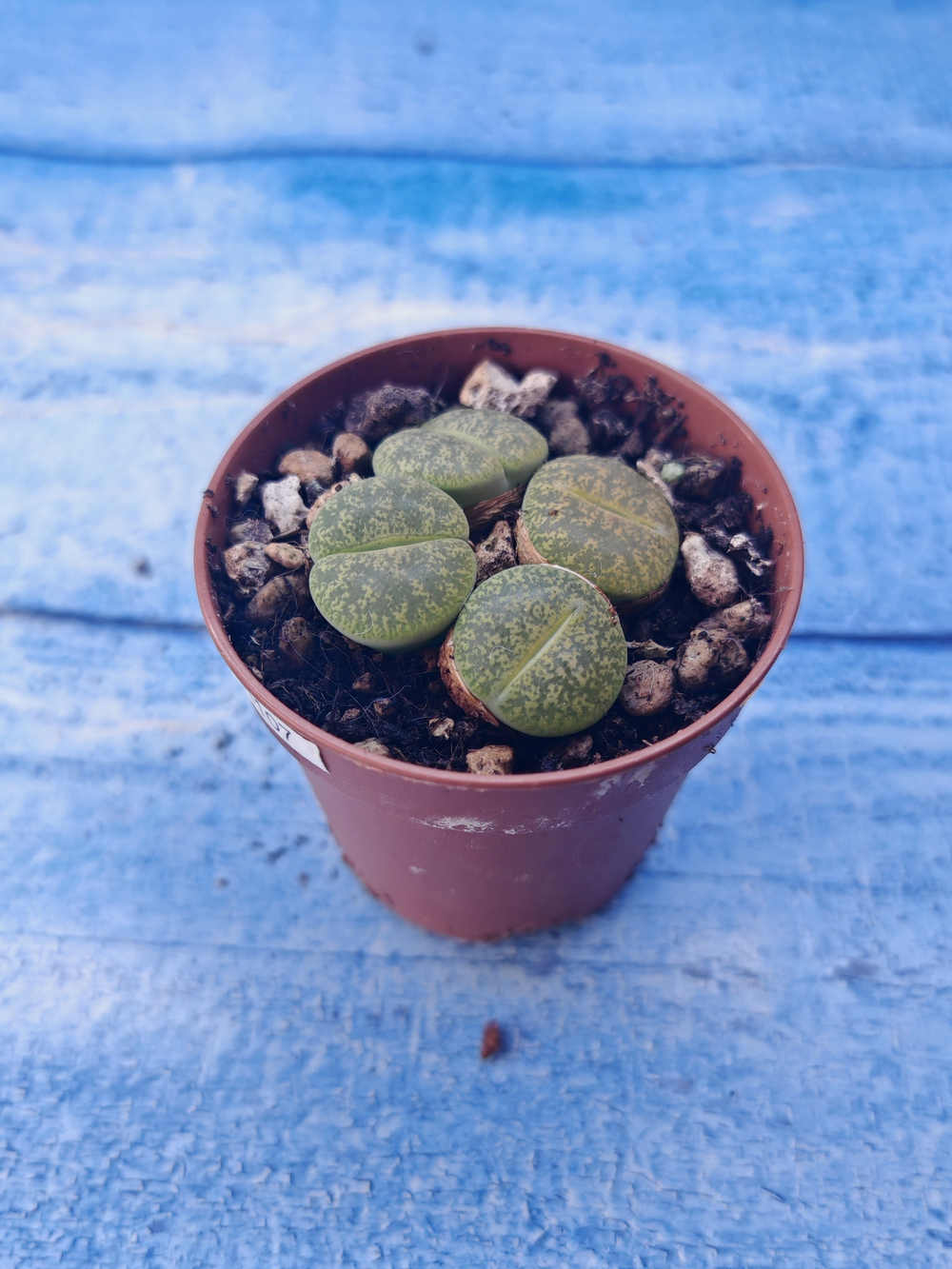 Lithops sp. (Литопсы)