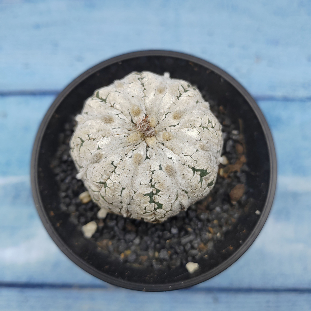 Astrophytum Asterias (Астрофитум)