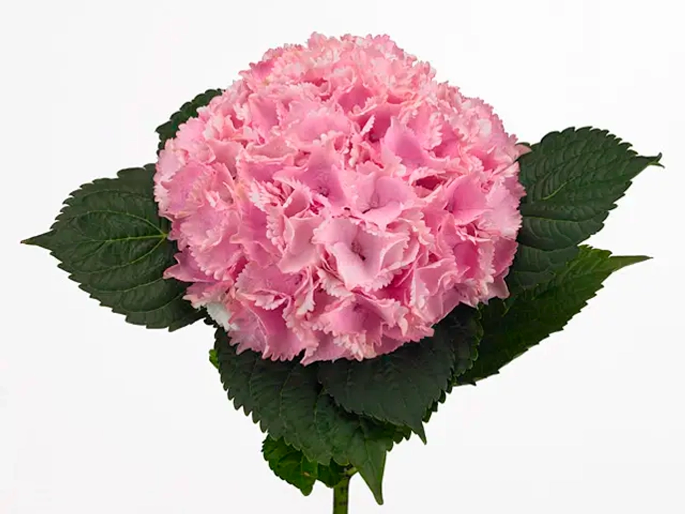 Меджикал Океан (Magical Ocean) Новинка! С3 Европа весна 2026 г