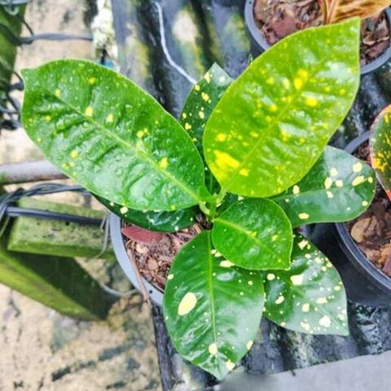 Кротон TAO NGERN YUANG