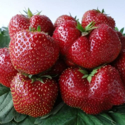 Вима Ксима (Vima Xima), позднего срока созревания.