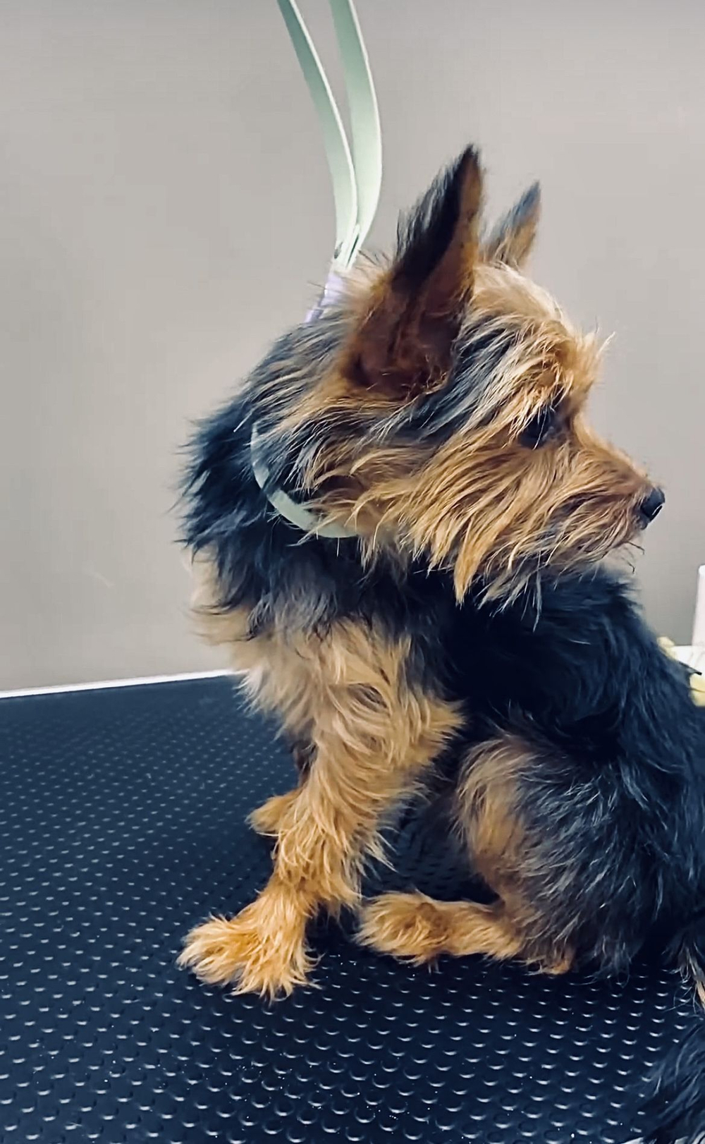 Ринговка груминга из биотана , ширина 15 мм, длина 50 см., зебра