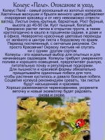 Колеус Пеле