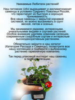 Цимбалярия постенная почвопокровная