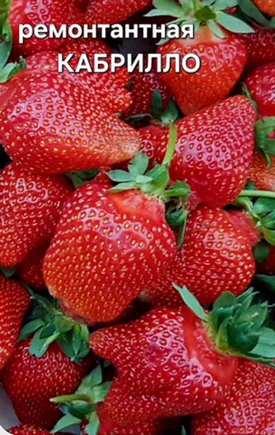 САЖЕНЦЫ РЕМОНТАНТНОЙ КЛУБНИКИ КАБРИЛЛО
