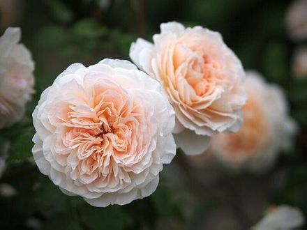 Жардан де Л`Эссон (Jardin De L'Essonne)