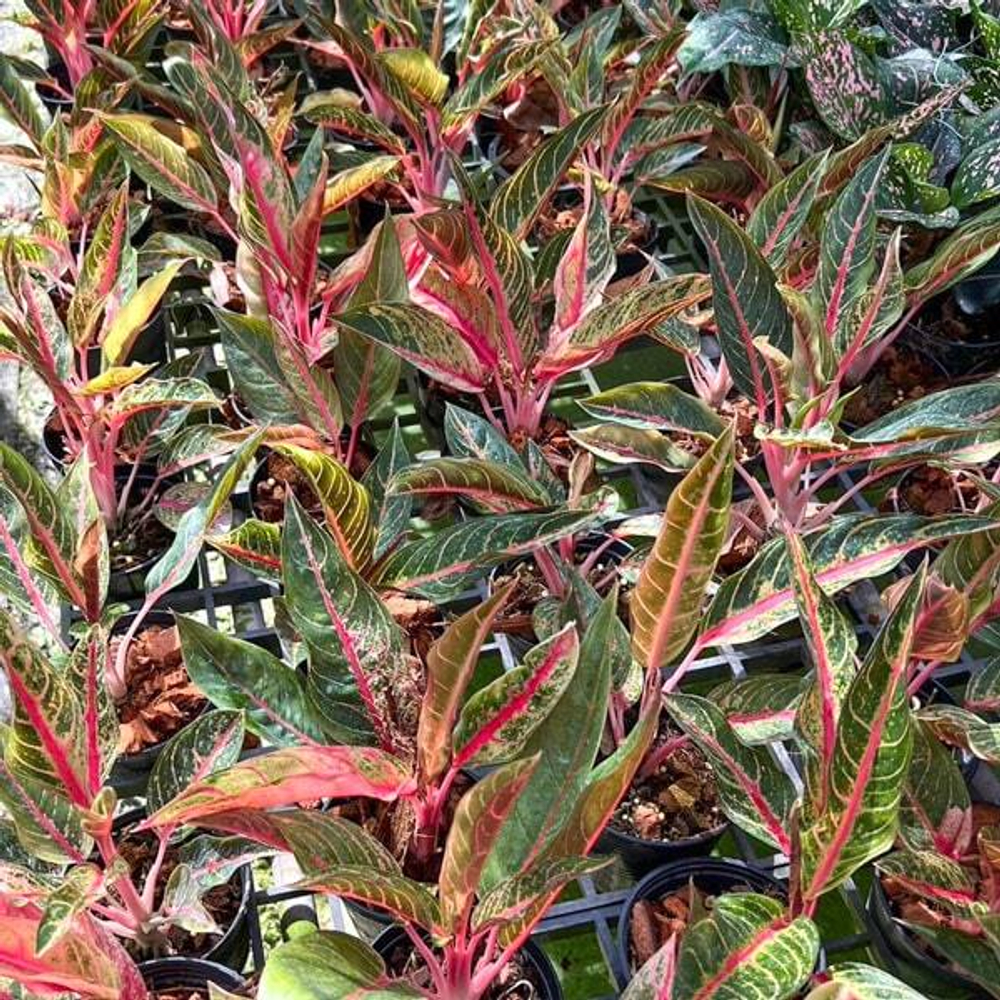 Аглаонема MARGARET