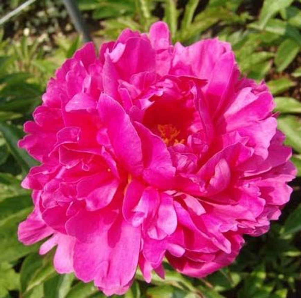 Пион Банкер Хилл