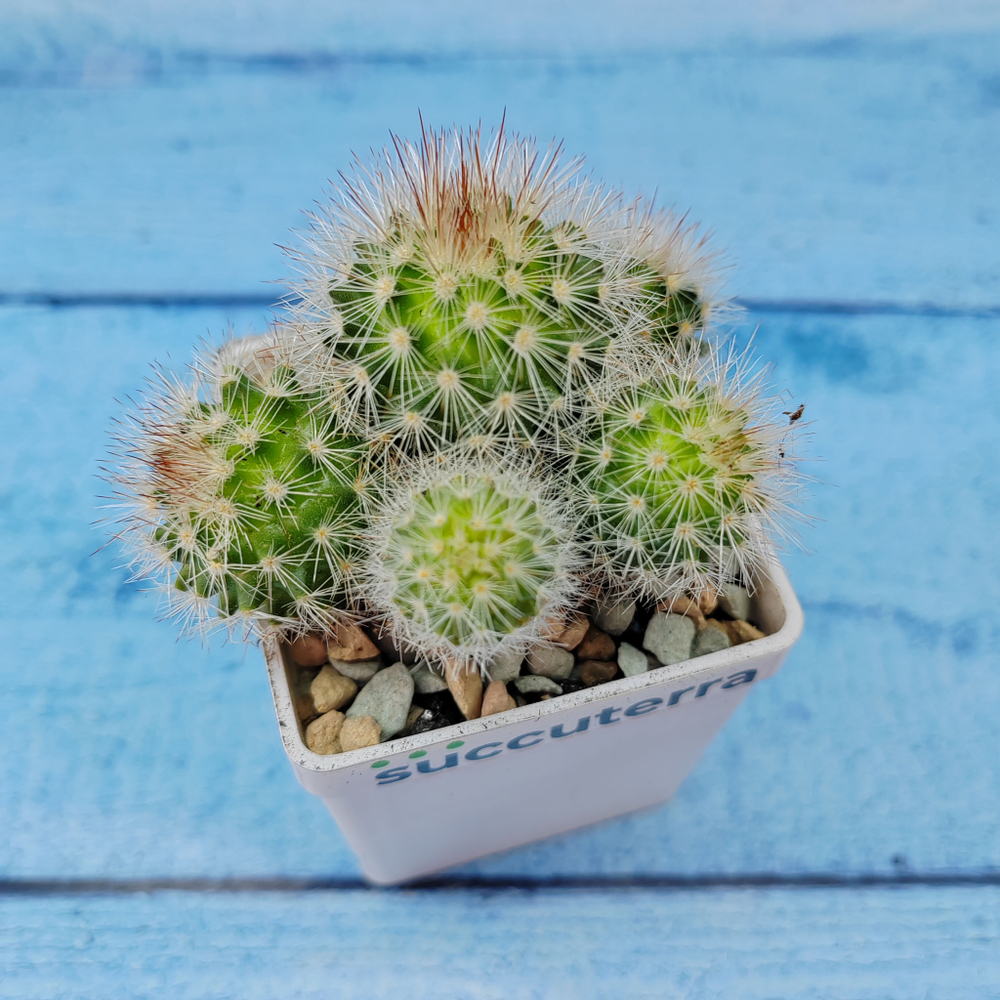 Mammillaria Spinosissima alba (Маммилярия)