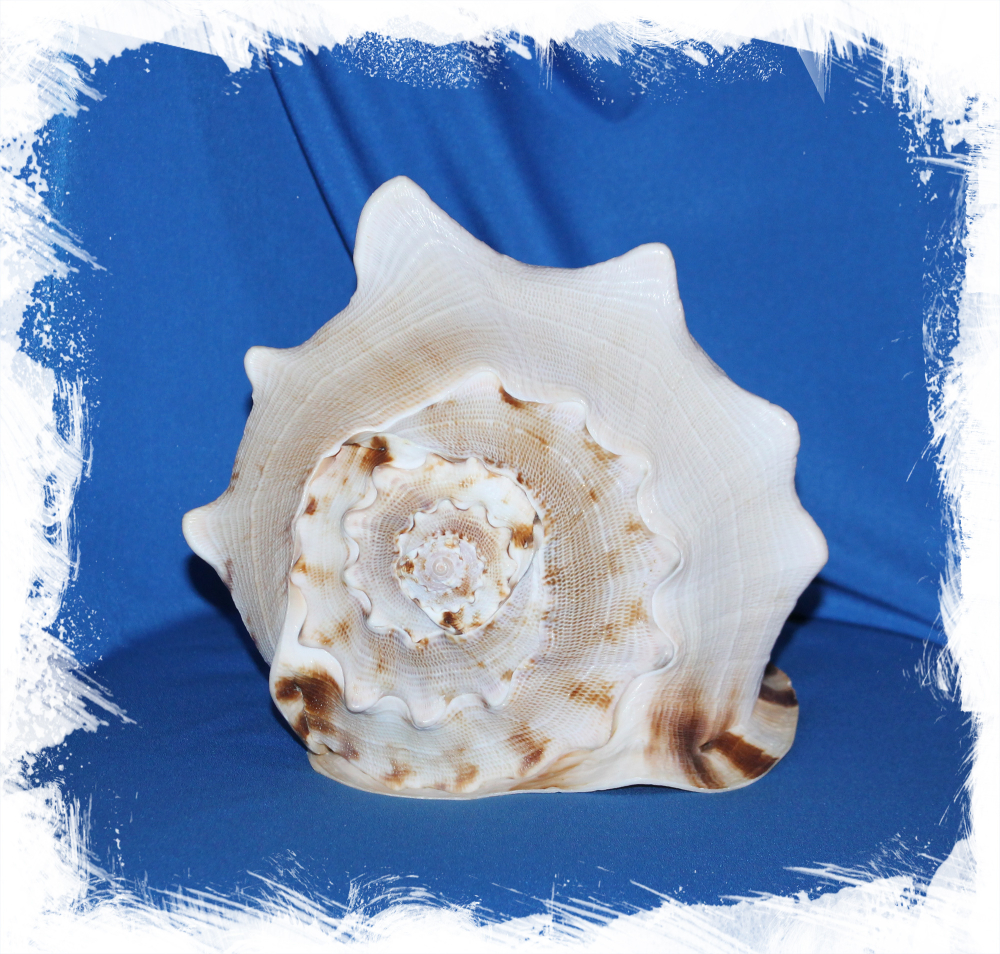 Кассис Корнута, 21-23см, 1шт