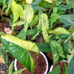 Сингониум BATIK GREEN ON GREEN