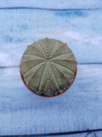Euphorbia Obesa (Эуфорбия)