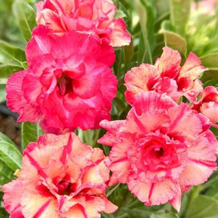 Адениум THONG AMPHAN