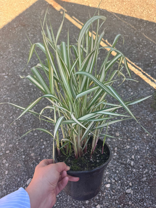 Фалярис тросниковый вариегата С2 Закупка М43 май- июнь 2026