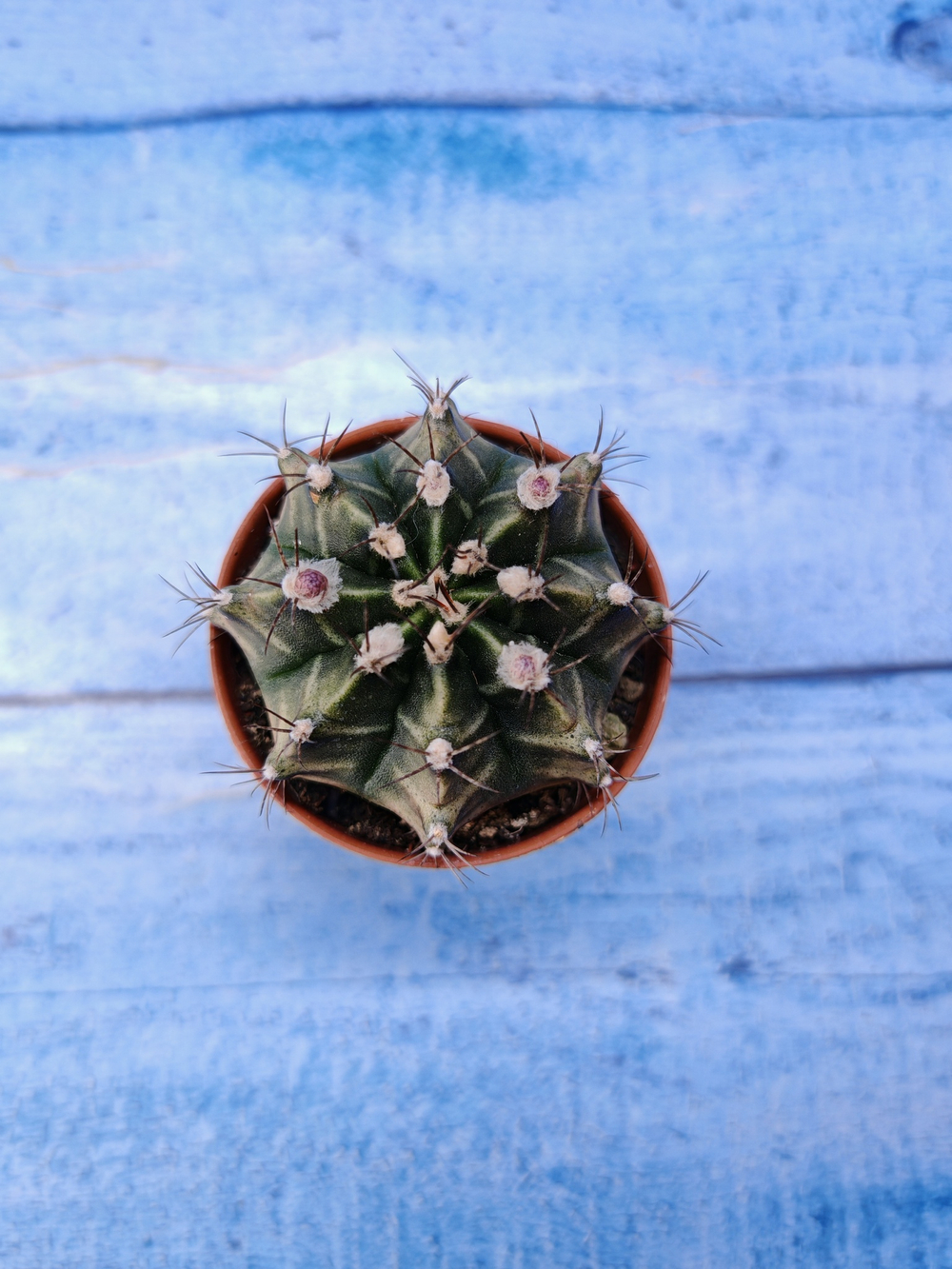 Gymnocalycium Friedrichii (Гимнокалициум)