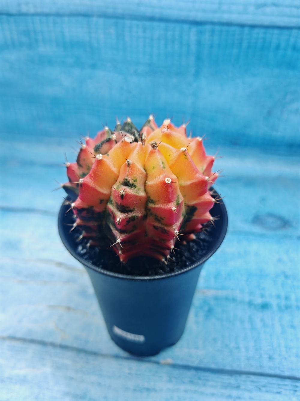 Gymnocalycium Variegata (Гимнокалициум Вариегатный)