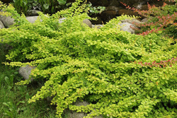 Барбарис Тунберга Грин Карпет С3 Закупка М60 июнь 2026