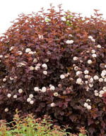 Пузыреплодник калинолистный Андре С2 20-30