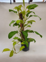 Филодендрон (MIX)