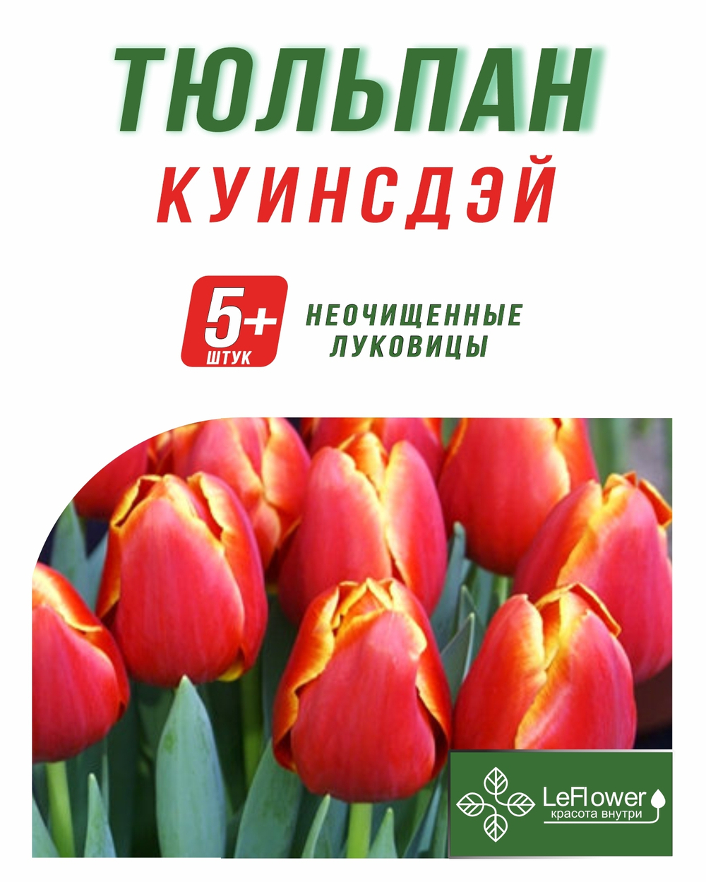 Тюльпан Луковица, Куинсдэй, 5+ шт
