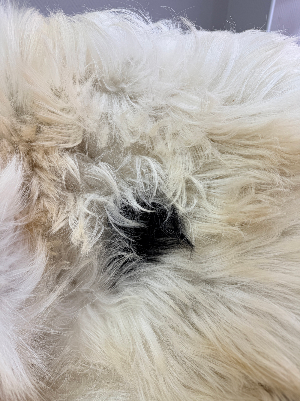 Шкура коврик меховой прикроватный овчина, 120х65 см.