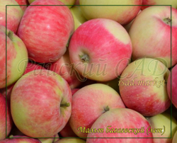 Яблоня Мальт Багаевский